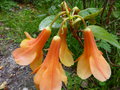 vignette Rhododendron Cinnabarinum concatenans orange et jaune gros plan au 16 04 15