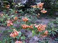 vignette Rhododendron Cinnabarinum glow au 16 04 15