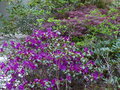 vignette Rhododendron concinum pdeudohyanthinum autre vue au 16 04 15