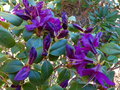 vignette Rhododendron concinum pdeudohyanthinum au 14 04 15