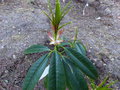 vignette Rhododendron Huianum en pleine pousse au 16 04 15