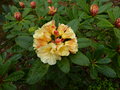 vignette Rhododendron Invitation au 16 04 15