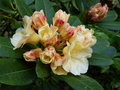 vignette Rhododendron Invitation premires fleurs au 16 04 15