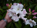 vignette Rhododendron Loderi King Georges aux normes fleurs parfumes au 16 04 15
