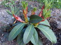 vignette Rhododendron Macabeanum KW7724 nouvelles pousses au 14 04 15