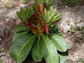 vignette Rhododendron Macabeanum KW7724 nouvelles pousses au 15 04 15