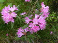 vignette Rhododendron Pubescens trs lumineux au 11 04 15