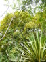 vignette 0002-Tipuana Tipu ,et Agava americana marginata ?