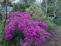 vignette Azalea japonica rose mauve au 17 04 15