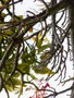 vignette 0036-Saurauja subspinosa ,