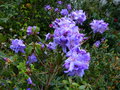 vignette Rhododendron augustinii Saint Tudy qui entame sa floraison au 17 04 15