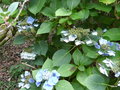 vignette Hydrangea 'Blue Sky' , (hydrangeaceae) ,
