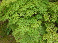 vignette Acer palmatum 'beni tsukasa' ,