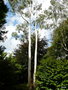vignette Eucalyptus pauciflora pendulata ,