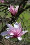 vignette Magnolia 'Randy'