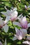 vignette Magnolia 'Raspberry Ice'