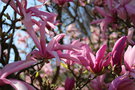 vignette Magnolia 'Ricki'