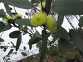 vignette Eucalyptus Preissinia Myrtaceae