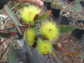 vignette Eucalyptus Preissinia Myrtaceae