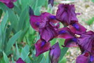 vignette Iris 'Cherry Garden'