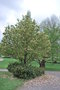 vignette Magnolia x brooklynensis 'Woodsmann'