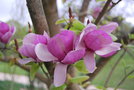 vignette Magnolia x soulangeana 'Coates'