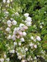 vignette Boronia heterophylla 'Ice Charlotte' - boronia blanc