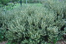 vignette Phillyrea angustifolia / Oleaceae / sud Europe