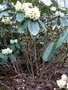 vignette Rhododendron macabeanum ,