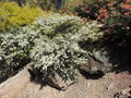 vignette Leptospermum polygalifolium 'Cardwell'