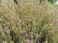 vignette Isopogon formosus