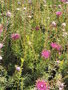 vignette Isopogon formosus