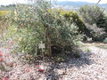 vignette Hakea cinerea