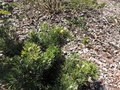 vignette Isopogon anemonifolius