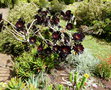 vignette Aeonium arboreum atropurpureum