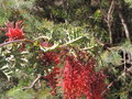 vignette Grevillea bipinnatifida