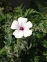 vignette Geranium maderense 'Guernsey White' - Géranium de Madère blanc