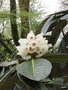 vignette Rhododendron macabeanum ,
