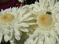 vignette Gerbera jamesonii