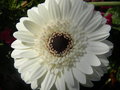 vignette Gerbera jamesonii