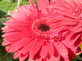 vignette Gerbera jamesonii