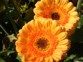 vignette Gerbera jamesonii