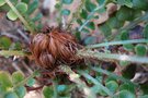 vignette Blechnum cycadifolium