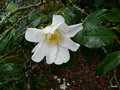 vignette Camellia japonica 'Lily Pons ' ,