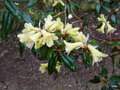 vignette Rhododendron hybride 'Yellow hammer' ,