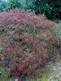 vignette Acer palmatum 'Atropurpureum Superbum' ,