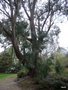 vignette Eucalyptus xx