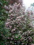 vignette Camellia 'Spring Festival' ( theaceae)