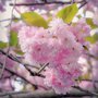 vignette Rosaceae - Prunus serrulata 'Hisakura' - Cerisier du Japon