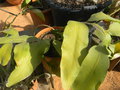 vignette Epiphyllum oxypetalum